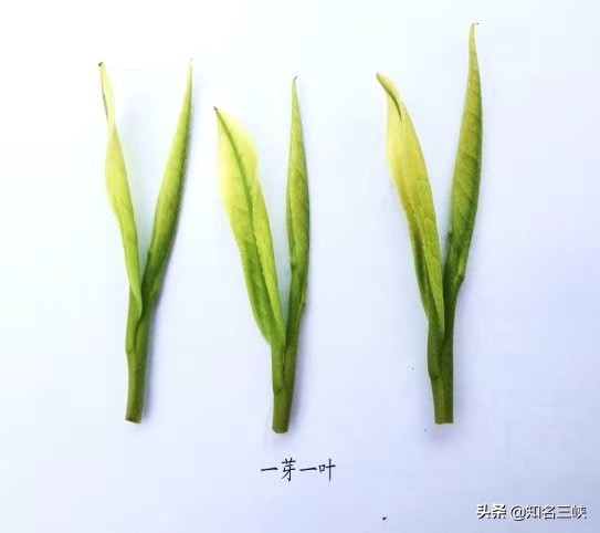 摘春茶的正确方法,又到春茶采收季