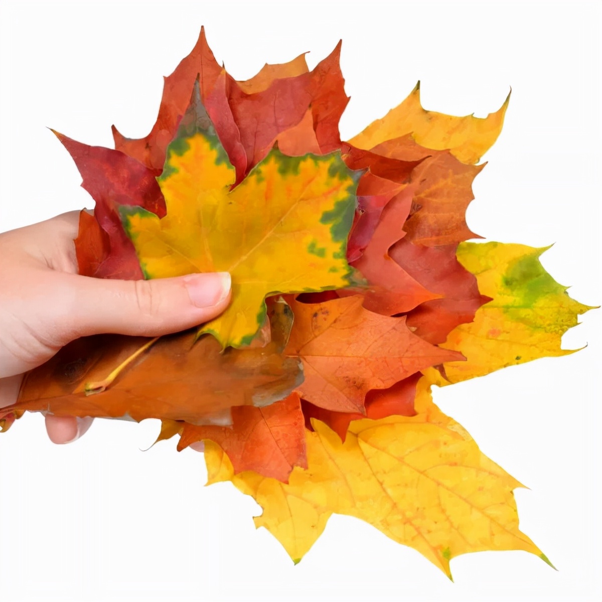 有多少种各种各样的小动物呢,用落叶做可爱的小动物