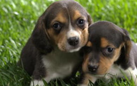 除犬瘟、细小以外，对狗来说第3大疾病—冠状病毒，一文为你解析