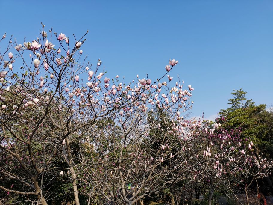四面青山皆入画羊城无日不飞花白云山游记