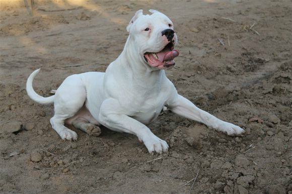 美洲狮真的就是美洲金猫吗,美洲狮是豹子还是狮子