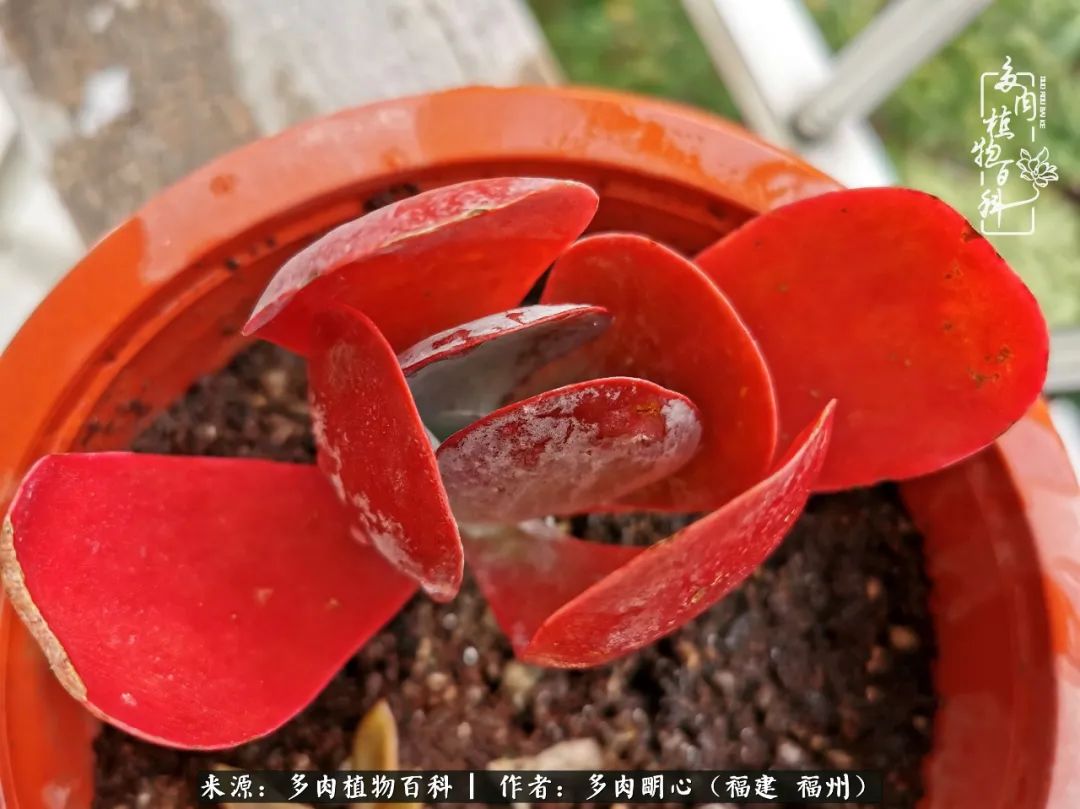 唯美雅致意境飘逸的多肉,蝶舞悠然多肉视频