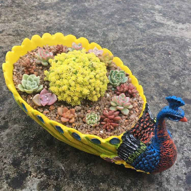 五颜六色的透明多肉,颜色超好看的多肉