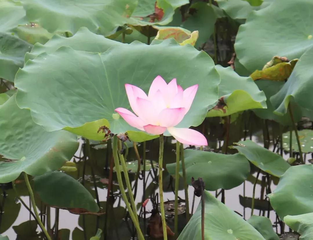 又到一年赏荷季又见荷花,广州莲花山荷花