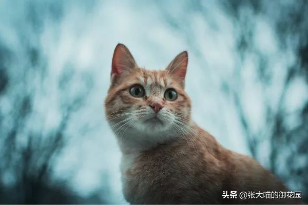 重口味话题，返点勿入！猫咪的肛门腺挤还是不挤？这是一个问题