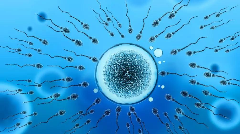 卵子发育至成熟排卵时间有长短吗,卵子排卵是在什么时期