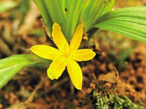 大叶仙茅植物有哪些,仙茅是一种花吗