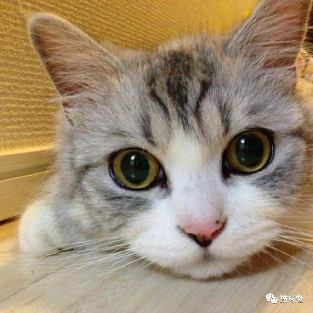 猫常见的病预防和治疗,猫传染给人的四大疾病