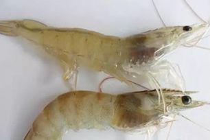 对虾黑鳃病用什么药,对虾最好的防治方案