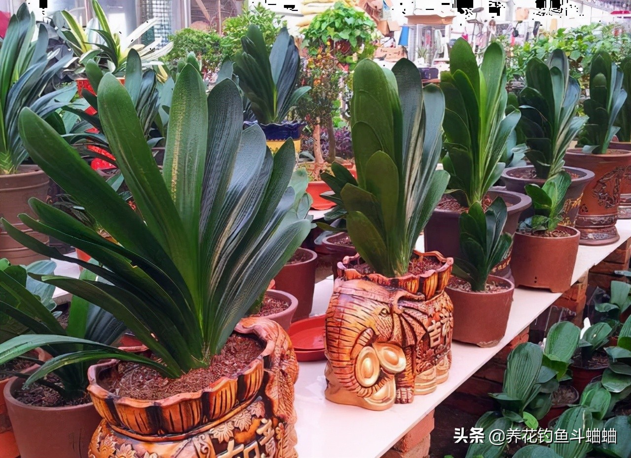 给君子兰倒骨粉,给君子兰用的氮肥