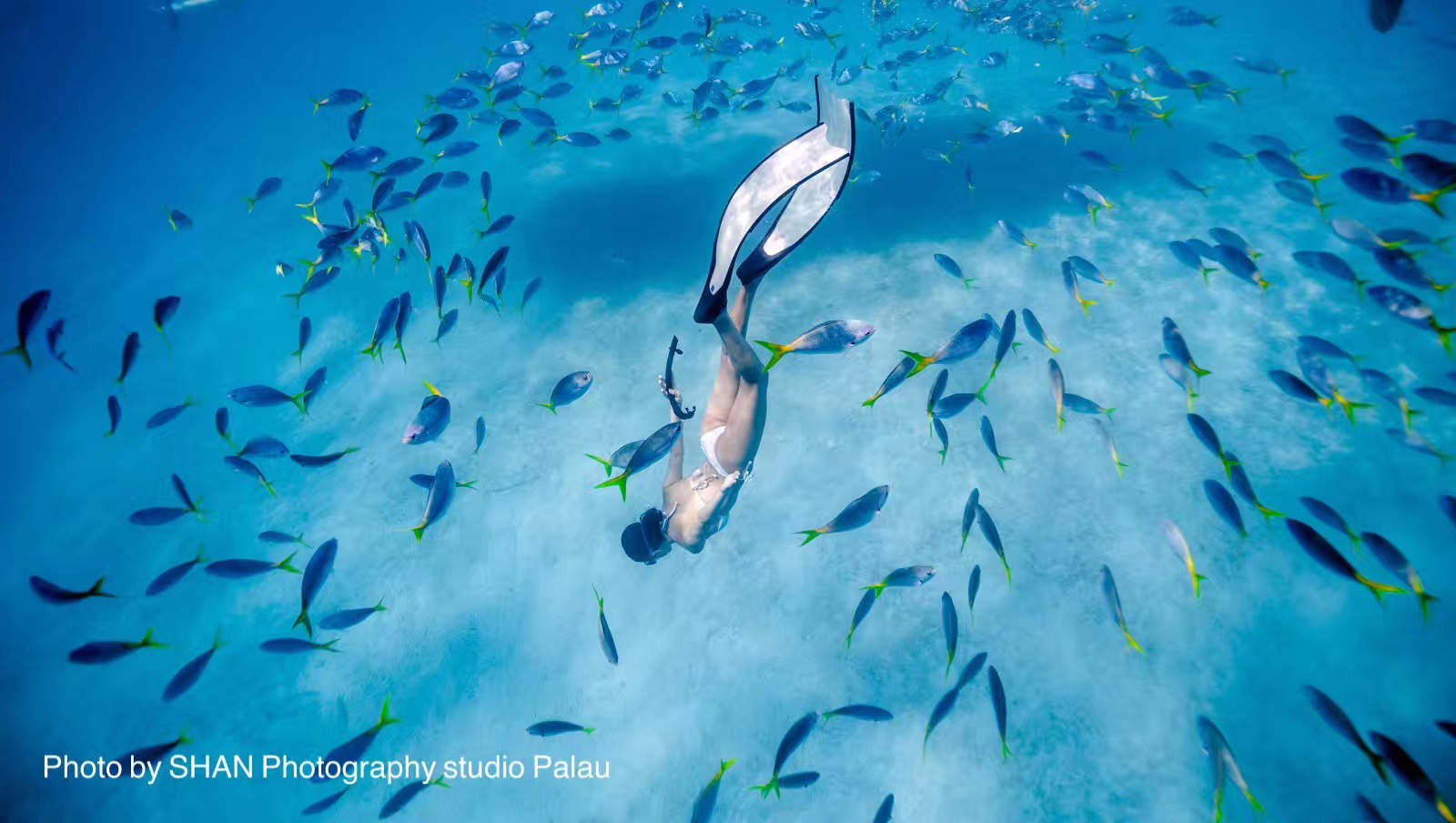 帕劳潜水旅游攻略,马尔代夫对比巴厘岛普吉岛帕劳