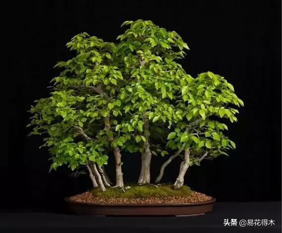 千金榆鹅耳枥盆景,千金榆和鹅耳枥苗