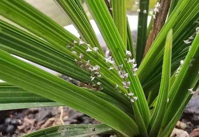 兰花介壳虫什么原因,兰花介壳虫的治疗