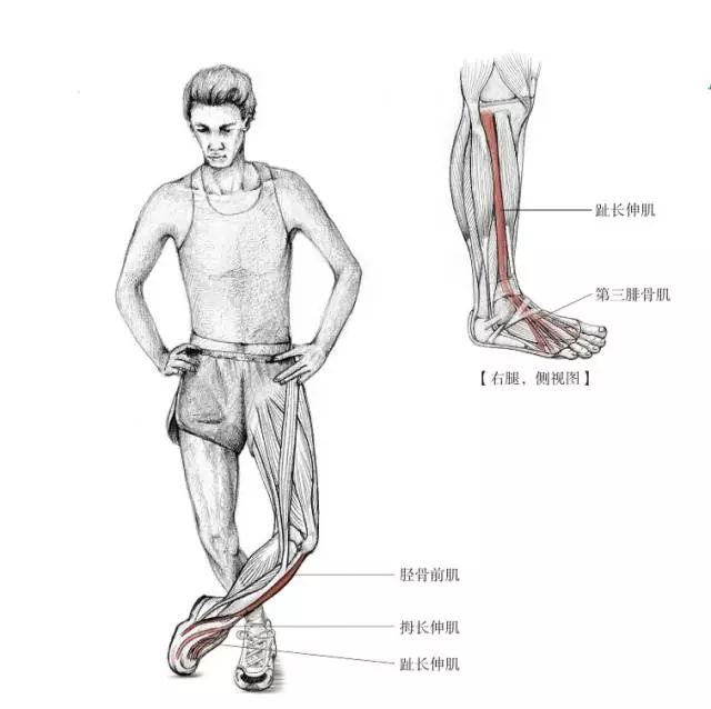 百尺秀木始立于根，运动后别忘了拉伸脆弱的脚踝