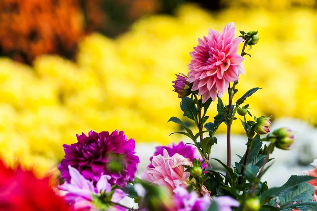 人民日报推荐30首重阳诗词,重阳必背十首诗视频