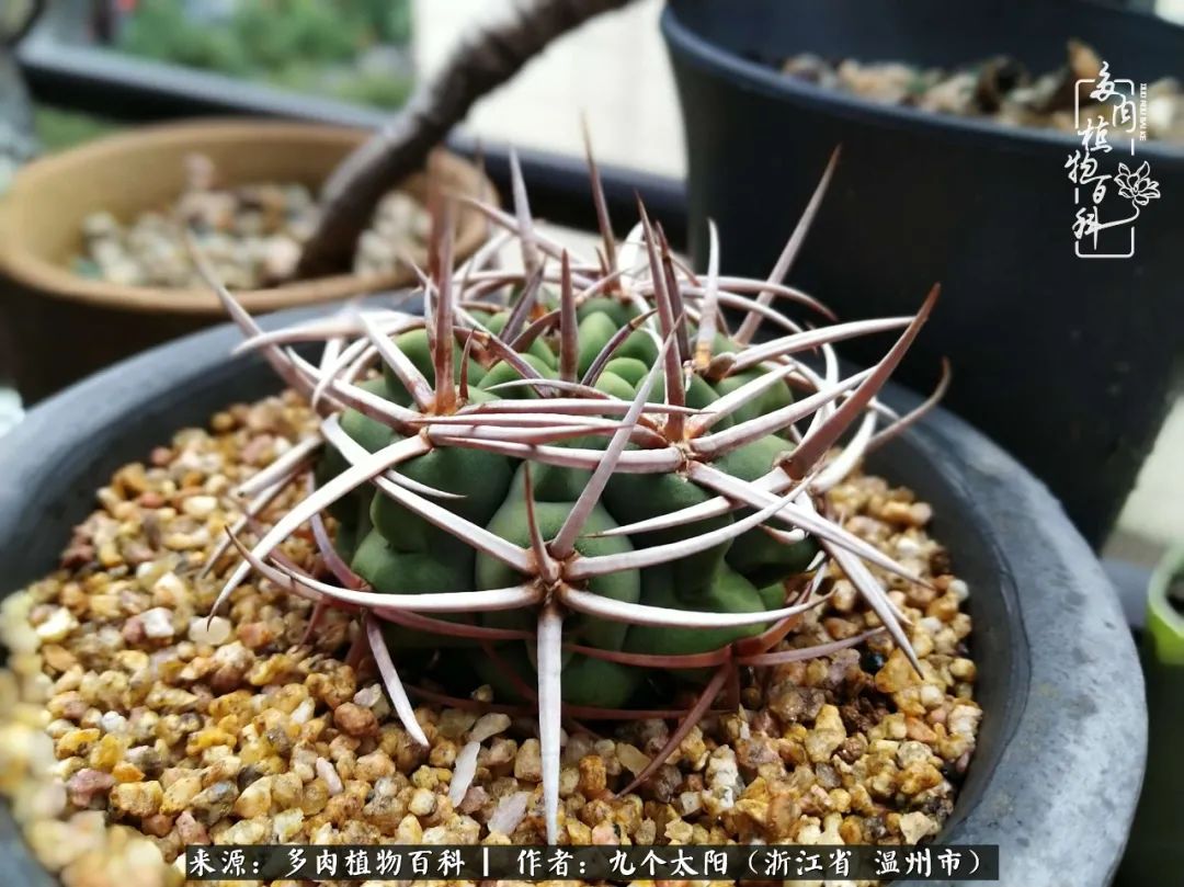 景天、球和龙舌兰，只要是多肉，都喜爱