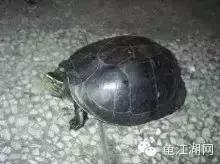 安布闭壳龟是国家保护动物吗,安布闭壳龟可以吃锦鲤鱼粮吗