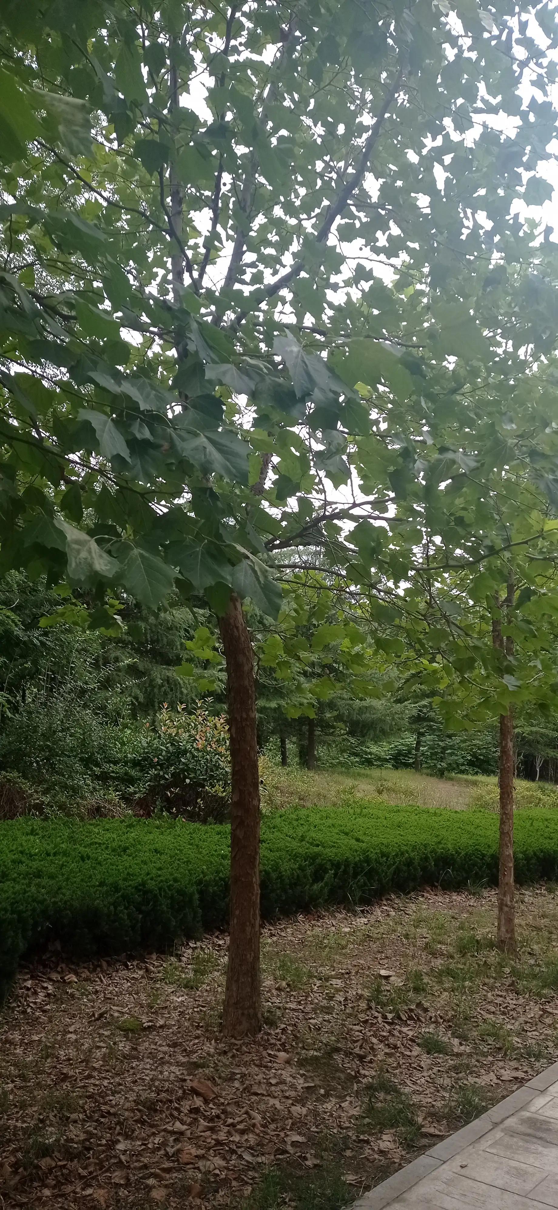 红细胞压积偏高注意什么,红细胞增多症注意事项