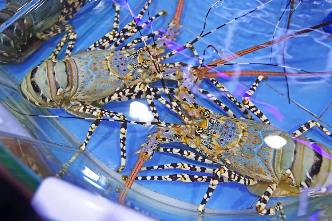 城市酒店好还是民宿好,度假酒店与城市酒店