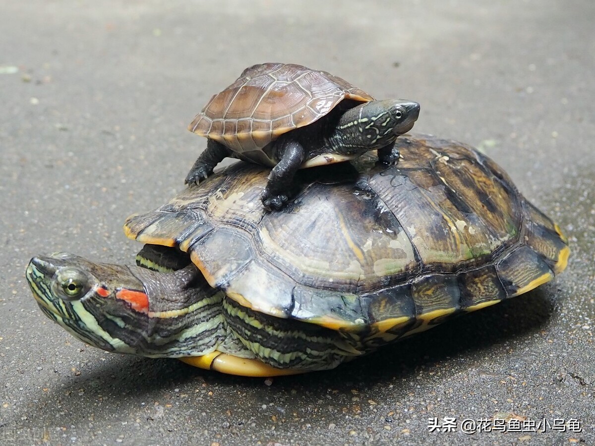 现在养乌龟要放多少水合适,养乌龟水要放几天才能给乌龟用