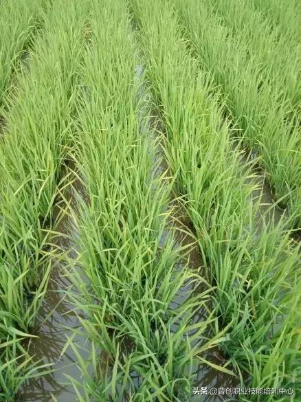水稻条状黄叶是什么病,常用的方法解决水稻黄叶