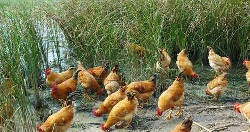 分析鸡的球虫病预防及治疗过程,鸡小肠球虫病用氨丙啉可以治好吗