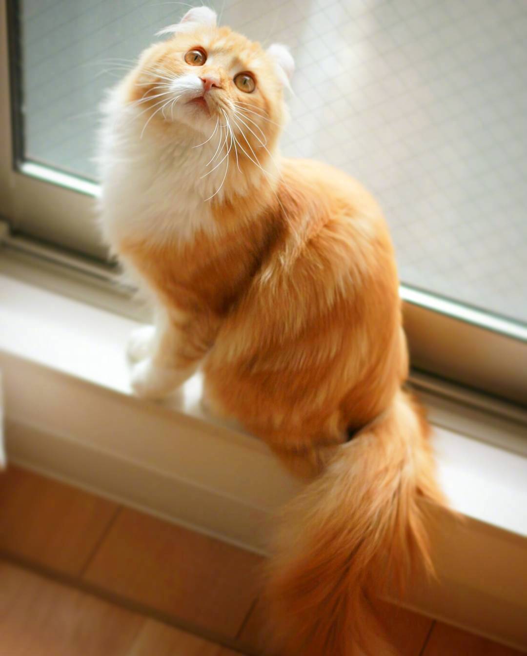 又骗我养猫系列|长得像大橘的卷耳猫