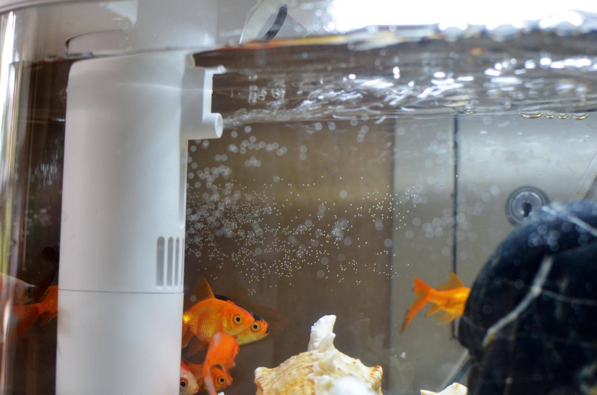 小米生态鱼缸养巴卡雷龙,小米生态缸养鱼入门基础教程