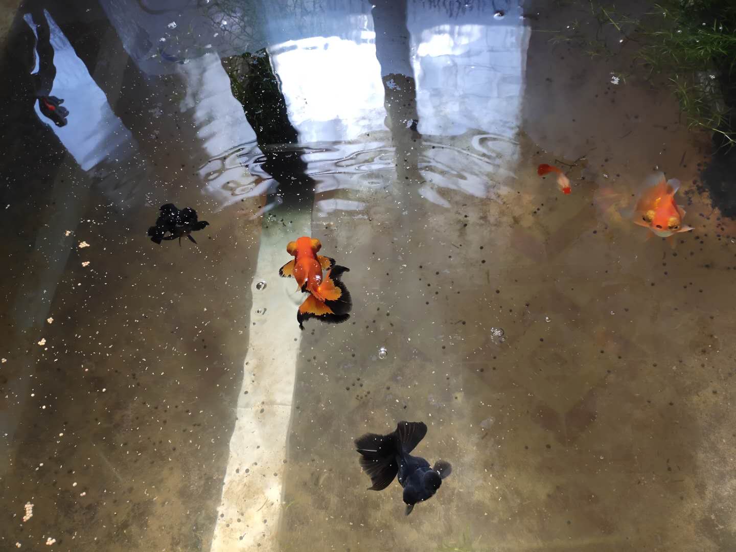 这六种观赏鱼不用加氧泵也能养好,如何养好观赏鱼技巧