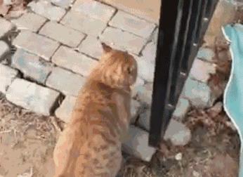 让你心动的搞笑图片,搞笑gif笑死人的动图