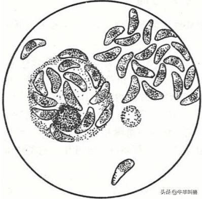 羊流产的原因及防治方法,羊流产是什么原因造成