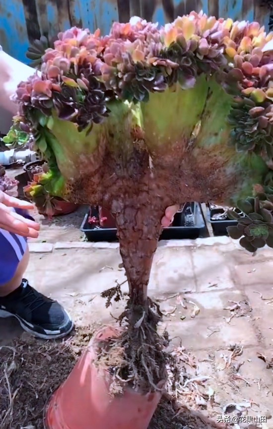 养法师的十大技巧,养法师怎么样施肥