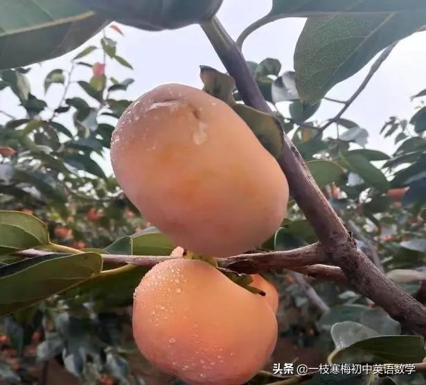 中考英语重点单词专项练习附答案,中考要掌握多少个英语单词