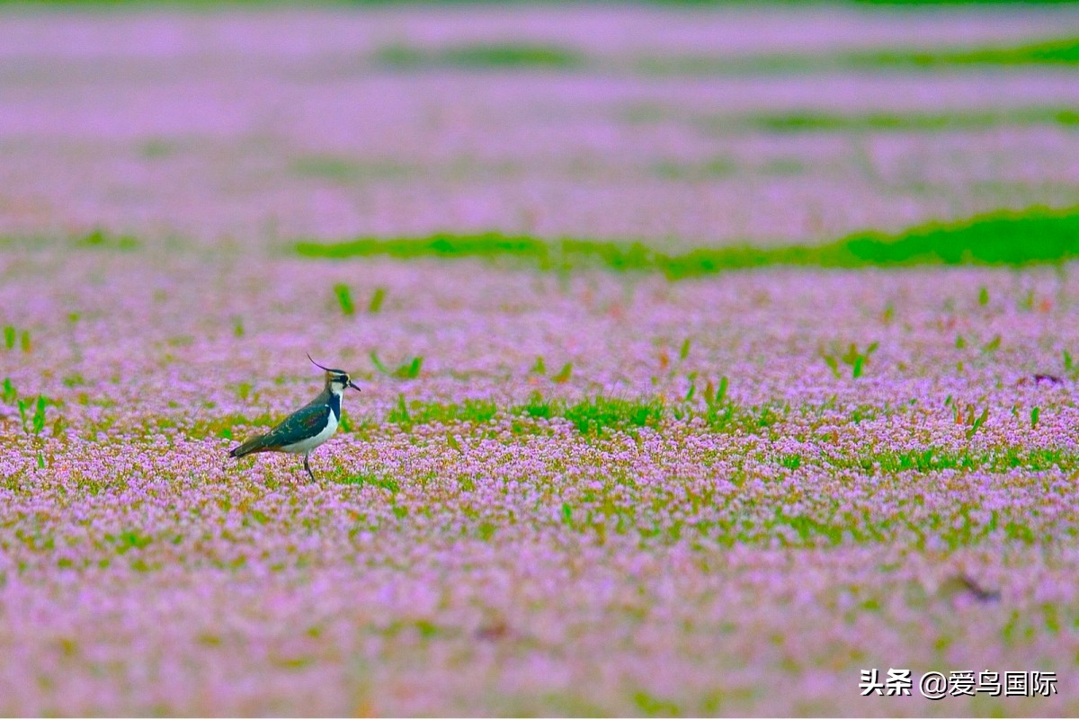 鐖遍笩绉戞櫘楦熺被鎽勫奖,鐖遍笩鎶ら笩绉戞櫘