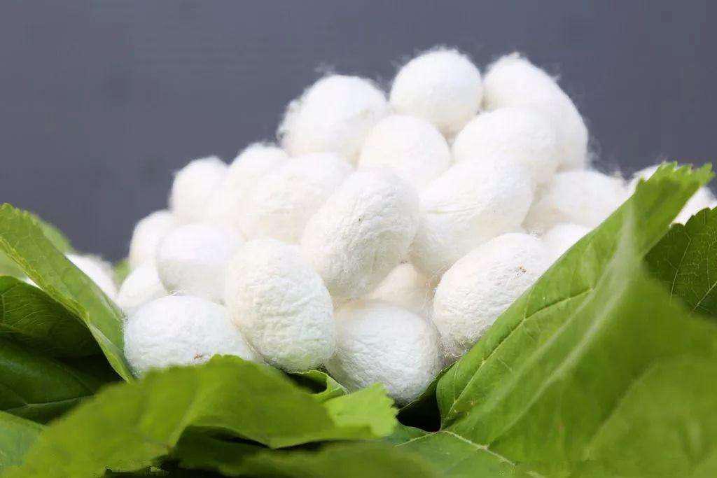 在这个干燥易过敏的季节，72岁名老中医每天必喝「桑蚕菊花茶」