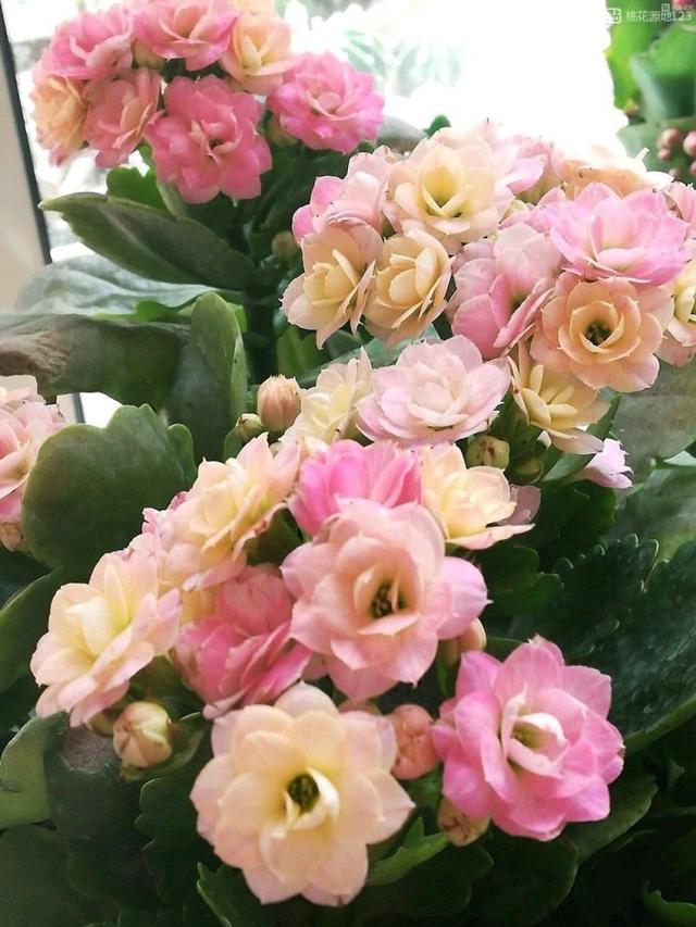 室内可以养的十大吉祥花,最好养的吉祥花有哪些