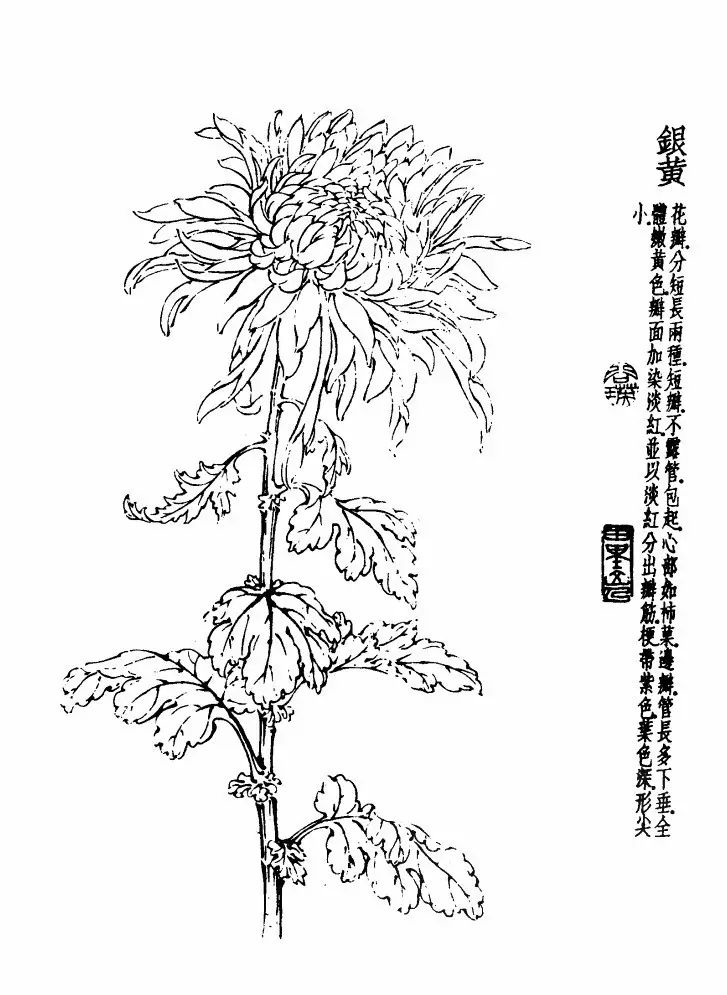 菊花白描基础花瓣的画法,白描菊花用笔