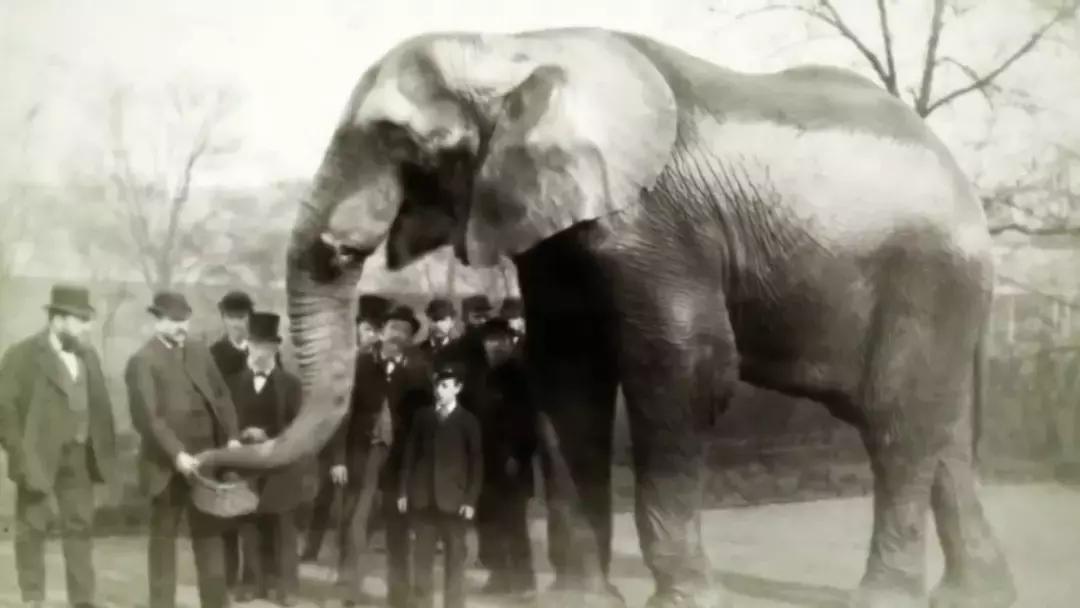 小飞象真实事迹,小飞象哭了全过程