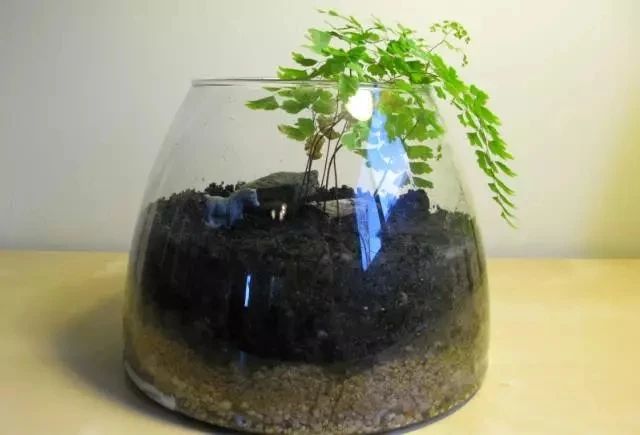 铁线蕨类植物如何繁殖,铁线蕨的养护方法及注意事项