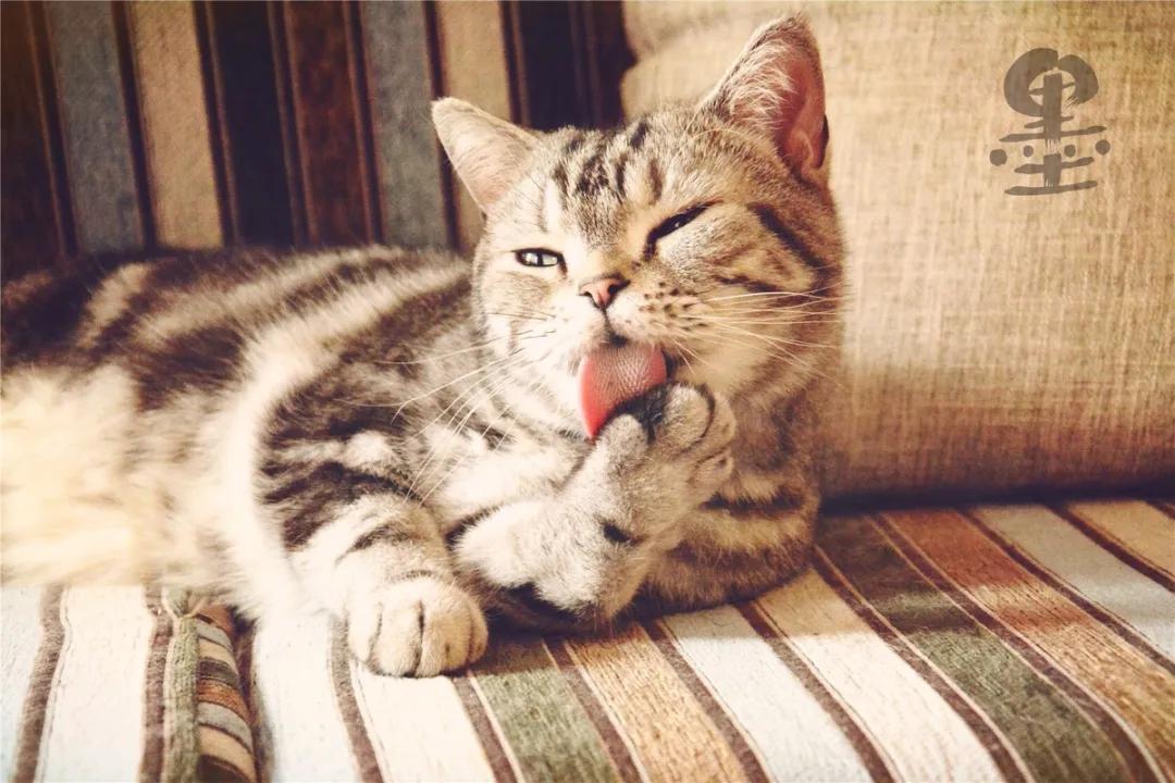 猫咪长猫癣是什么原因引起的,猫咪皮肤病黑色斑块