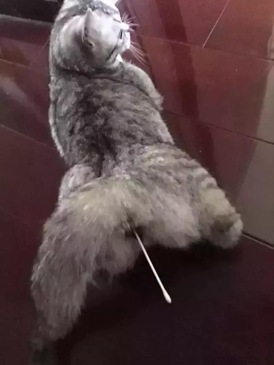 母猫发情怎么办，棉签*法大**不靠谱