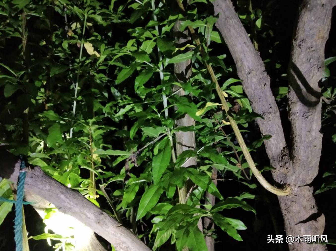 石榴树一般要几年才能开花结果呢,石榴树开花期怎样管理才能结果