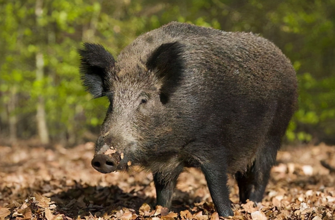 野猪肉要上市了？安徽组建狩猎队，队员猎杀的野猪10元1斤回收