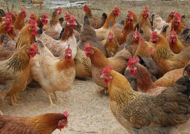 免疫后鸡群发病的原因及补救措施,夏季鸡群为什么还感冒