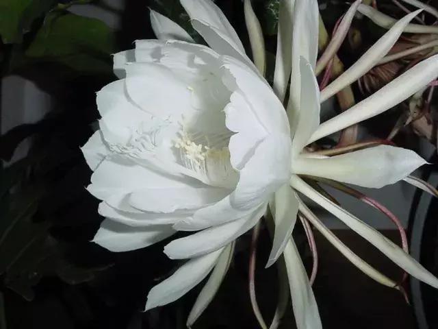 佛界的四大名花,佛前供花十种功德