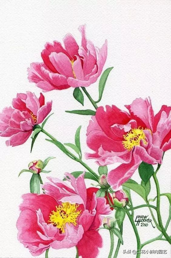 100种花卉绘画,100多张花卉线描手稿素材赶快收藏