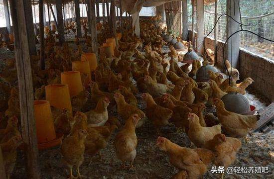 常见鸡病治疗大全,细说鸡的常见病和治疗方法