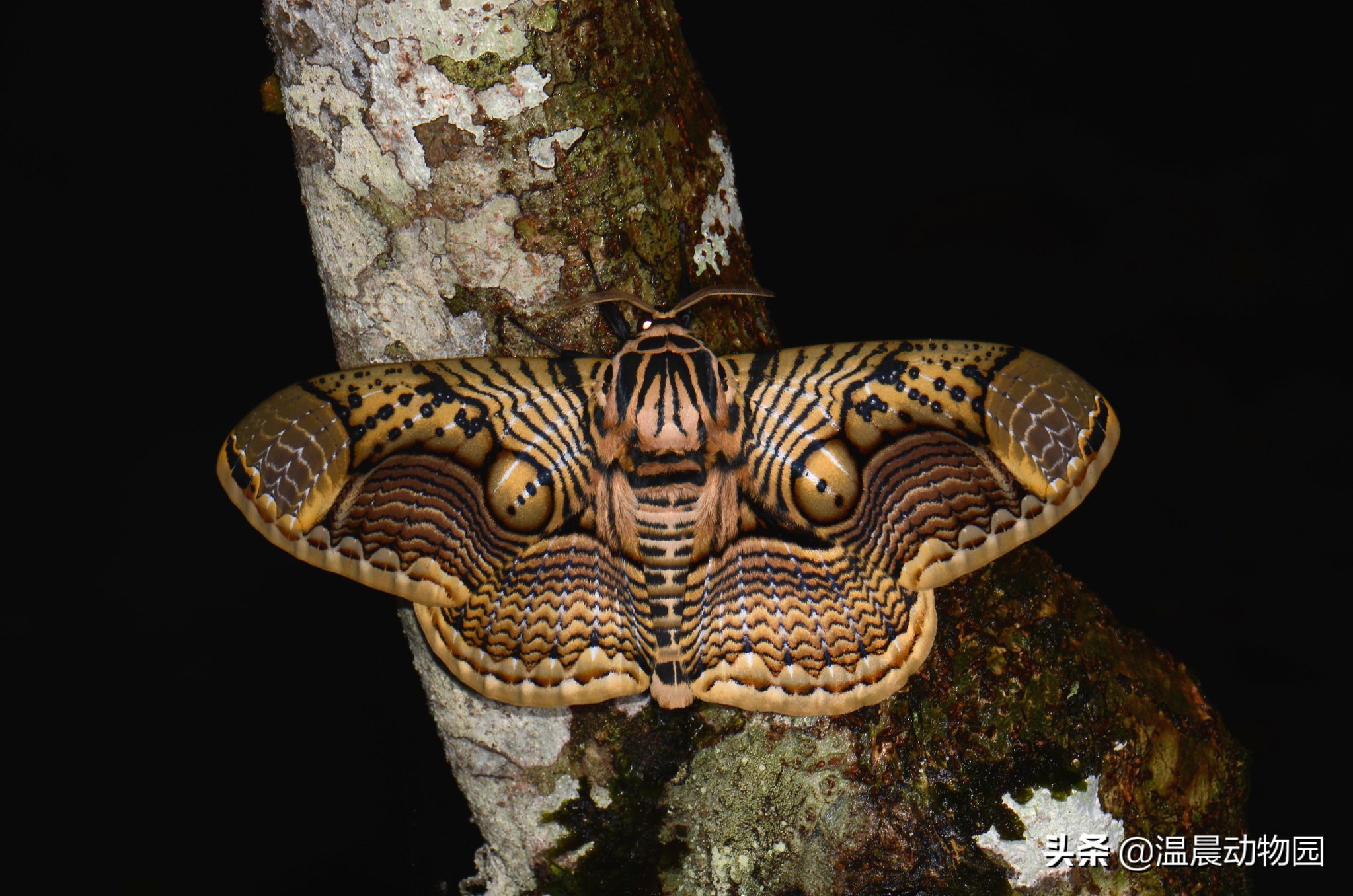 枯叶蝶拟态科普,昆虫拟态有多可怕