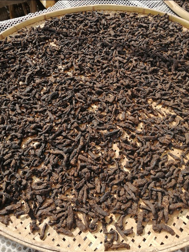 四明山哪座山上有黄精,四明山哪里有山黄精