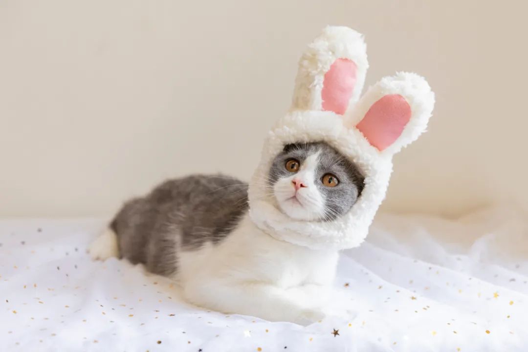 读完这24种动物描写，恨不得穿过屏幕抱抱它们